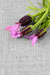 Lavender flowers on hessian fabric with selective color