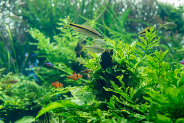 Beautiful fishes and green plants at freshwater aquarium