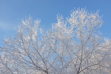 Hoarfrost on tree crowns 