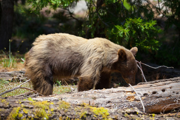 Naklejka na ściany i meble California black bear in Sequoia NP, USA