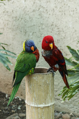 Two multi-colored exotic Rainbow Lorikeet parrot close-up