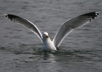 A seagull landing on the water