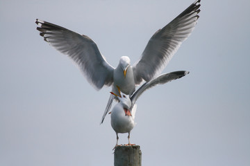 Two seagulls on top of eachother