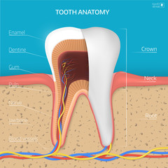 Obraz premium Vector tooth structure. Cross Section Anatomy with all parts.