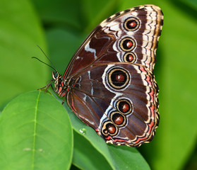 Brown butterfly sitting on a green leaf