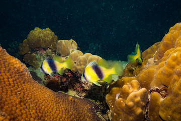 Fototapeta na wymiar Fish on a reef