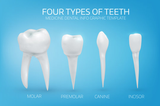 Anatomically realistic illustration of the types of human teeth on blue background.