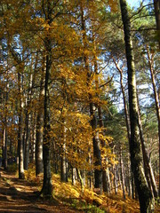 Obraz premium Pfälzer Wald um die Hohe Loog