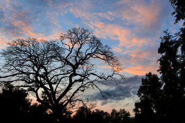 The dead tree  on sunset background.
