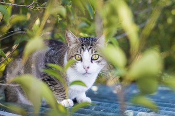 Closeup of a beauty cat sitting in front