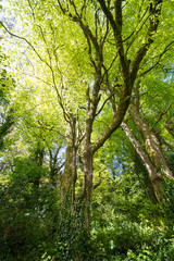 Loch Hyne nature reserve, Cork,Ireland
