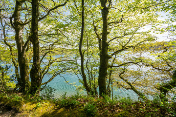 Loch Hyne nature reserve, Cork,Ireland