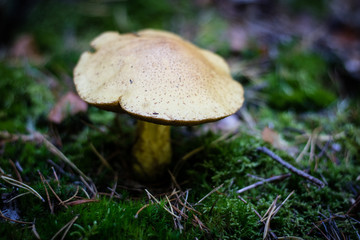 Beautiful poisonous mushrooms and edible mushrooms in the forest.