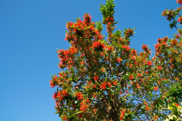 Chilean Firebush in Ireland