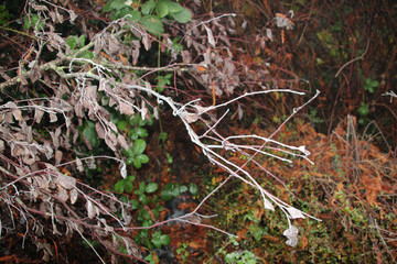 Flower with hoarfrost on the first winterday