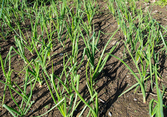 Plot of young Onions
