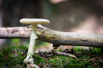 Beautiful poisonous mushrooms and edible mushrooms in the forest.