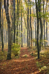 Autumn forest road