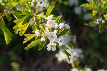 Pear blossom