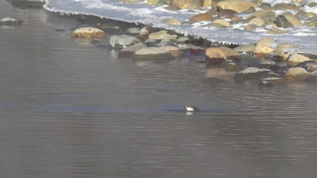 Bird white-throated dipper Cinclus cinclus  in water of Altai river Katun in winter time