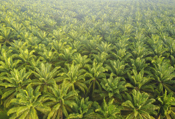 Fototapeta premium Aerial view of Palm Plantation at South East Asia.
