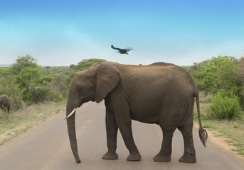 Fototapeta premium éléphant avec un aigle
