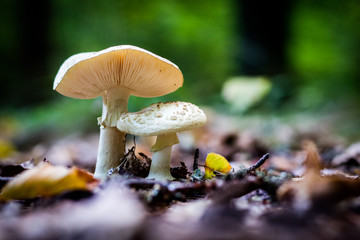 Beautiful poisonous mushrooms and edible mushrooms in the forest.