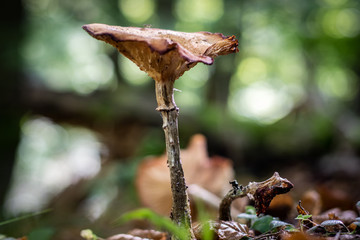 Beautiful poisonous mushrooms and edible mushrooms in the forest.
