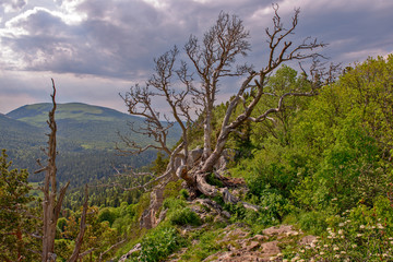 Fototapeta na wymiar Mountain landscape with summer forest