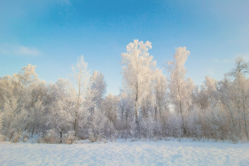 beautiful landscape with birch forest,trees covered with snow