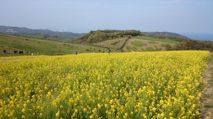 Fototapeta premium 花畑