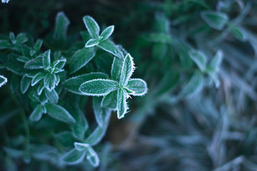 Fototapeta na wymiar Green leaves of mint frosty morning in frost.