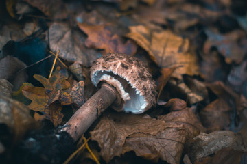 Mushrooms in an autumn forest in nature with a blurred background.