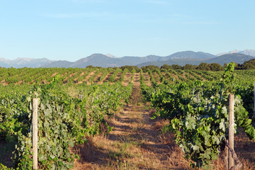 Fototapeta na wymiar vignes corse dans la plaine d'Aléria
