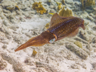 Squid underwater off Bonaire coast