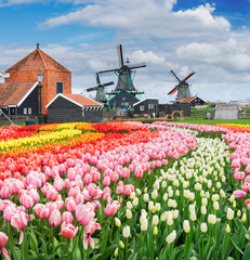 rural dutch scenery of small old houses and canal in Zaanse Schans,, Netherlands with growing tulip flowers