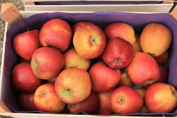 basket of apples, healthy fruit, fruit trade