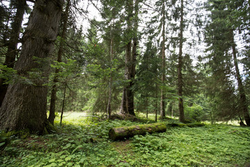 Wald bei Garmisch-Partenkirchen im Sommer
