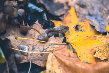 Mushrooms in an autumn forest in nature with a blurred background.