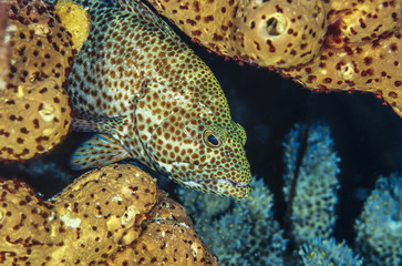  red hind, Epinephelus guttatus