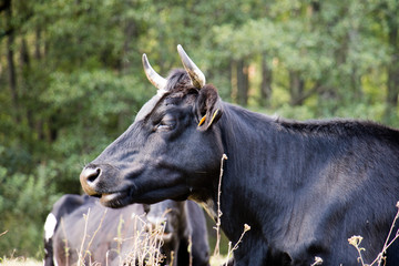 Cows, farm animals, in a meadow. Cows grazing in a meadow. Sunny day, autumn season.