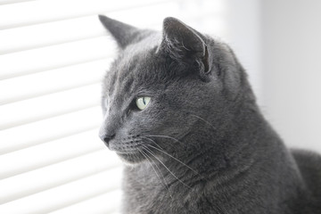 Russian blue cat looking of the window