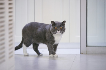 British short cat, indoor shooting