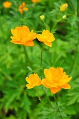 Obraz premium Chinesische Trollblume (Trollius ledebourii)