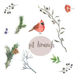 set branches. Red cardinal and a selection of berries, twigs, leaves - 183173298