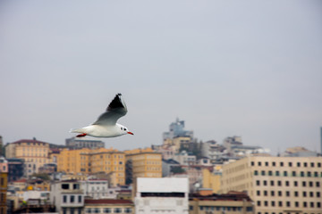 seagull flying high in to sky