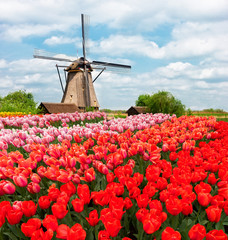 one traditional Dutch windmill of Zaanse Schans and rows of tulips, Netherlands