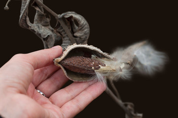 Girl hand holding a Common Milkweed pupa plant. Dry seed of Common Milkweed isolated on brown background