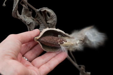 Girl hand holding a Common Milkweed pupa plant. Dry seed of Common Milkweed isolated on black background