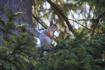 squirrel, fluffy, spruce, finland, animals, tree